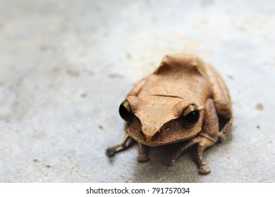 Golden Tree Frog,small toad,  small frog