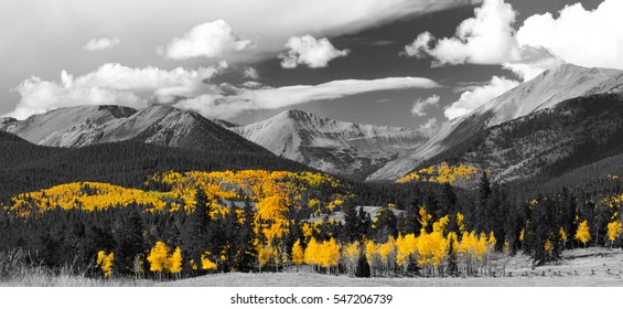 Golden tree leaves of a fall aspen forest contrasted against a black and white panoramic landscape scene in the Colorado Rocky Mountains