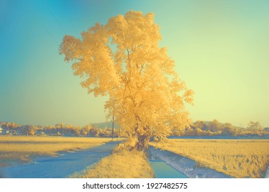 Golden Tree In The Middle Of Golden Rice Fields From Near Infrared Style By IR Mode.