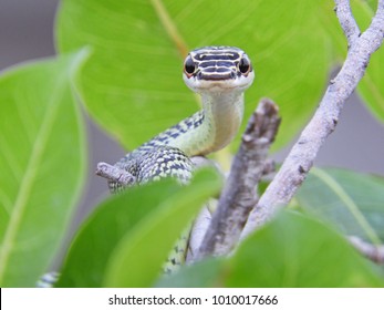 Golden Tree Snake