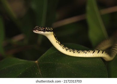 Golden Tree Snake (Chrysopelea Ornata, Colubridae) On Green Leaves.