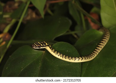 Golden Tree Snake (Chrysopelea Ornata, Colubridae) On Green Leaves.