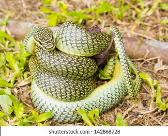 Golden Tree Snake Eating A Bat.