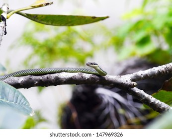 Golden Tree Snake On Leaf.