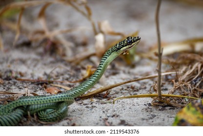 A Golden Tree Snake, Otherwise Known As A Golden Flying Snake, Or Ornate Flying Snake, On Sandy Ground, Looking At The Camera