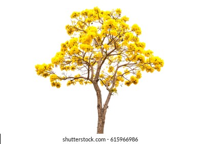 Golden Tree or Tallow Pui isolated on white background
