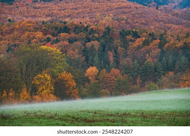 Golden Trees and Foggy Fields in the Heart of Autumn - Powered by Shutterstock