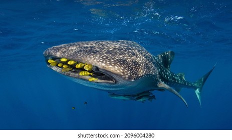 Golden Trevally Swim With A Whale Shark In Cenderawasih Bay, Indonesia