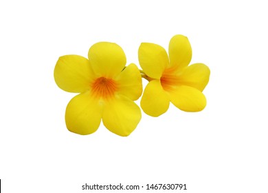 Golden trumpet or Allamanda, yellow flower isolated on white background.