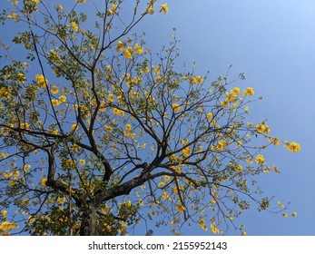 9,258 Golden Trumpet Tree Images, Stock Photos & Vectors | Shutterstock