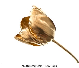 Golden Tulip Flower Isolated On A White Background