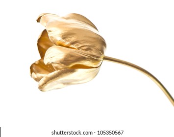 16,544 Gold tulip Images, Stock Photos & Vectors | Shutterstock