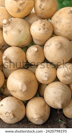 Golden turnips, commonly known as rutabagas, present a culinary delight with their vibrant yellow hue and distinctive flavor profile. It offers a rich blend of Vitamin, Minerals and dietary fibers