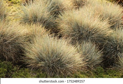 Golden Tussock Grass In The Garden In Summer 