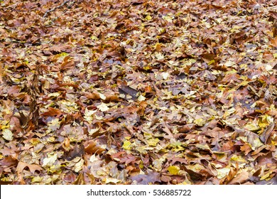 Golden Vibrant Fall Leaves On The Ground In A Forest
