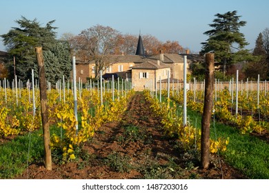 Golden Vineyard In The Beaujolais Region