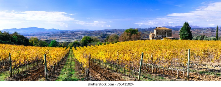 Golden Vineyards. Beautiful Tuscany In Autumn Colors. Italy