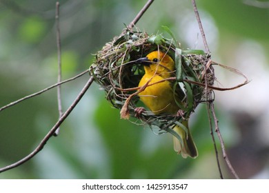 Golden Warbler Bird Building Nest