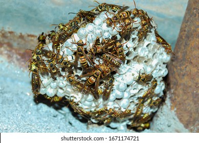 Golden Wasp and Nest In Nepali  House