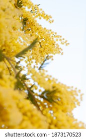 Golden Wattle Flowers Acacia Yellow