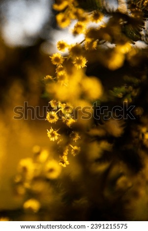 golden wattle in the last light of day