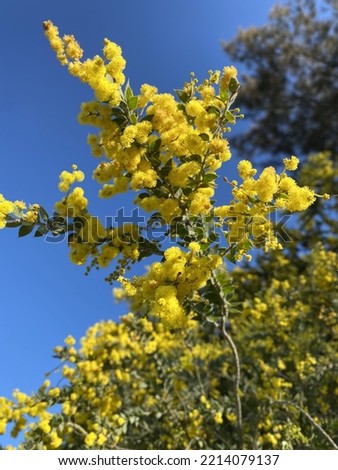 A golden wattle tree or an Acacia pycnantha tree with the blue sky.
