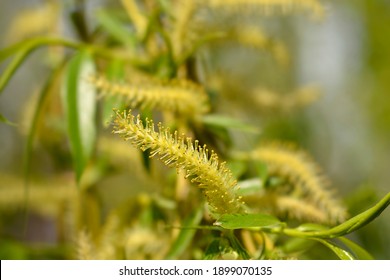 Golden Weeping Willow flower - Latin name - Salix alba subsp. vitellina Pendula