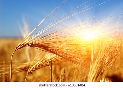 Golden wheat close up on sun. Rural scene under sunlight. Summer background. Growth harvest. - Shutterstock ID 613531484