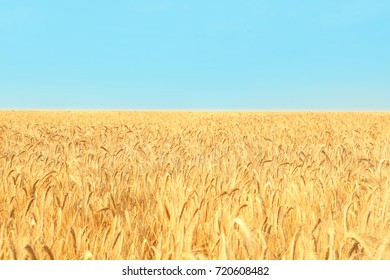 Golden Wheat Field