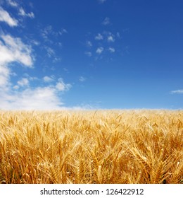 Golden Wheat Field Against Deep Blue Sky