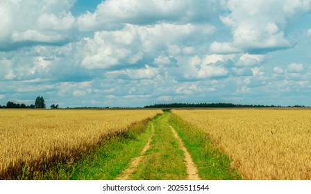 Golden wheat field in august. Selective focus - Shutterstock ID 2025511544