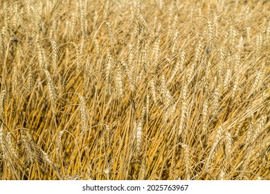 Golden wheat field in august. Selective focus - Shutterstock ID 2025763967