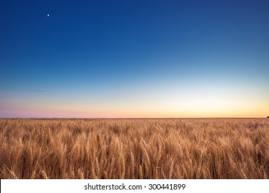 Golden Wheat Field And Blue Sky On Sunset