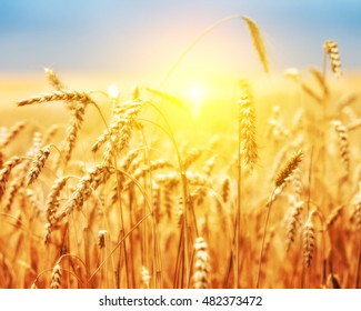 Golden Wheat Field And Blue Sky