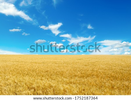 Golden wheat field and bright blue sky with cirrus clouds.