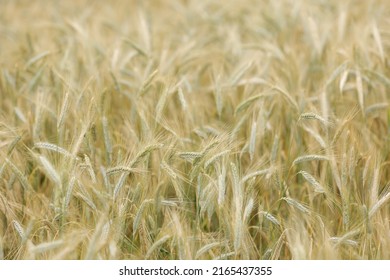 Champ de blé d'or en gros plan, jour ensoleillé