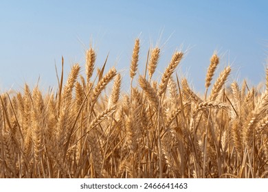 golden wheat field. Ears of golden wheat close up. - Powered by Shutterstock