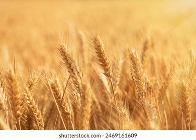 golden wheat field. Ears of golden wheat close up.