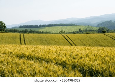 Golden wheat field in the hilly area
