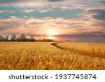 Golden wheat field on the background of hot summer sun and blue sky with white clouds.Ground road leaving to the horizon. Beautiful summer landscape.