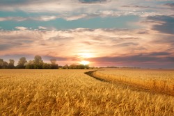 Golden Wheat Field On The Background Of Hot Summer Sun And Blue Sky With White Clouds.Ground Road Leaving To The Horizon. Beautiful Summer Landscape.