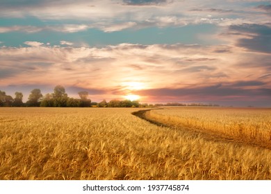 Золотое пшеничное поле на фоне жаркого летнего солнца и голубого неба с белыми облаками. Наземная дорога уходит к горизонту. Красивый летний пейзаж.