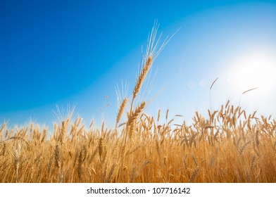 golden wheat field high resolution