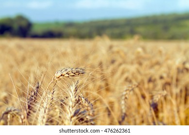 Golden Wheat Field On Blue Sky Background