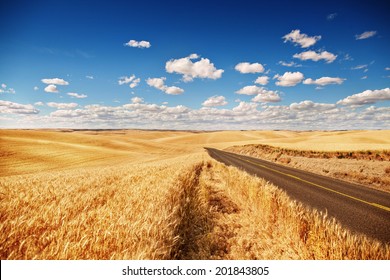 Golden Wheat Field, Road Through, Blue Sky