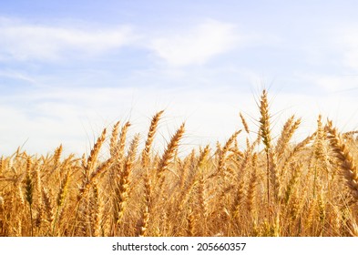 Golden wheat field. selective focus to the front middle ear