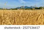 A golden wheat field stretches under a clear blue sky near Montserrat, Spain, symbolizing agricultural abundance and harvest season