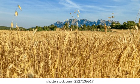 A golden wheat field stretches under a clear blue sky near Montserrat, Spain, symbolizing agricultural abundance and harvest season - Powered by Shutterstock