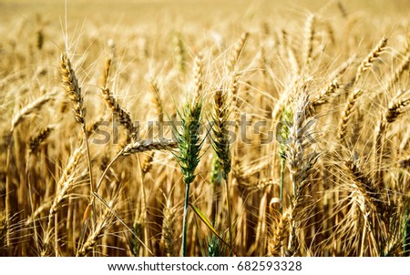 Similar – Wheat field in bright sunshine