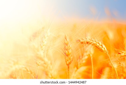 Golden Wheat Field And Sunny Day